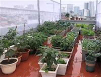 Kinh nghiệm chống thấm sân thượng trồng rau hiệu quả