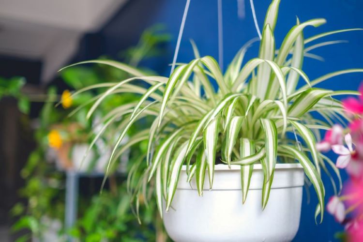 Trang trí lớp học bằng cây xanh