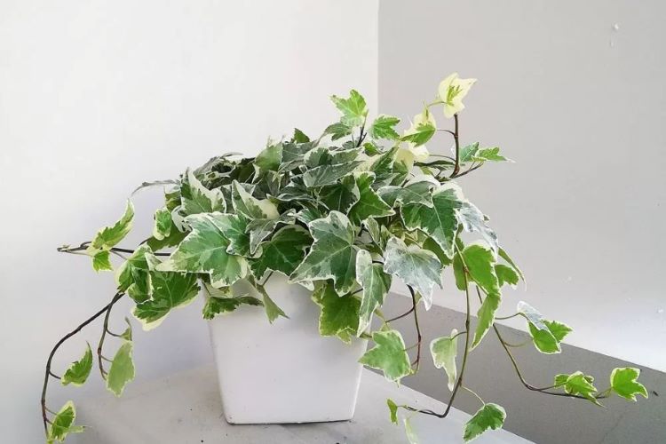 Trang trí lớp học bằng cây xanh